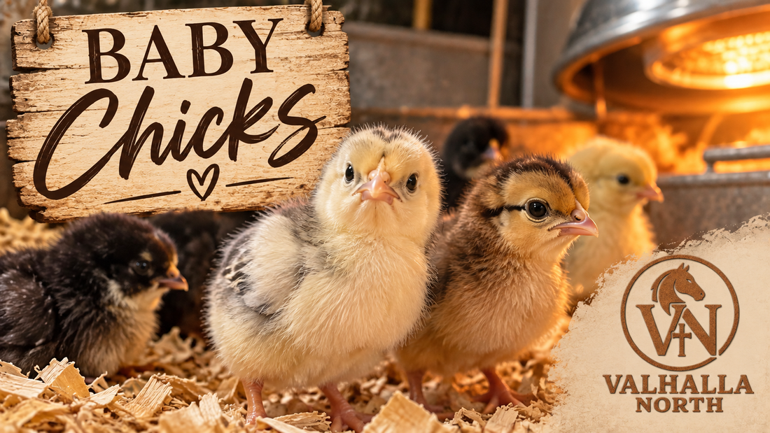Big News on the Farm: Raising Our Very First Flock of Pasture-Raised Meat Birds!