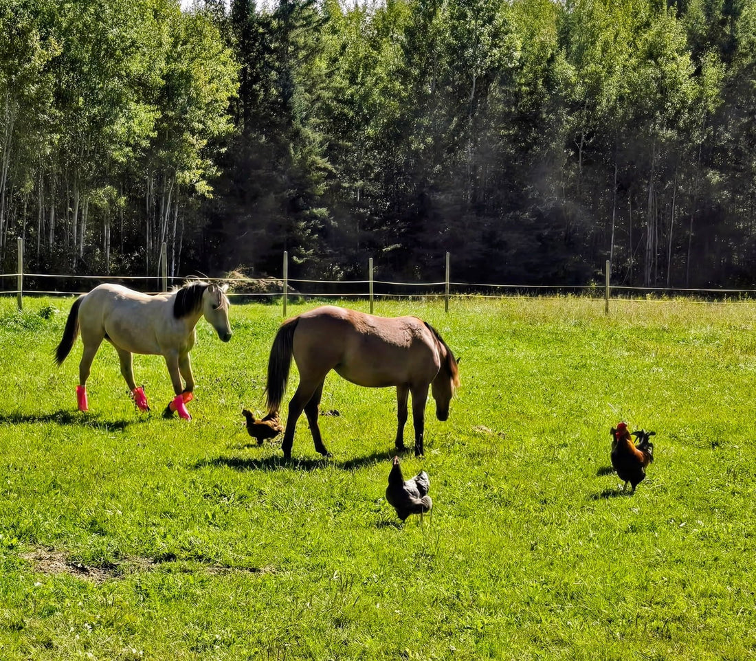 What Dreams Are Truly Made Of: Regenerative Farming with Our Flock and Herd