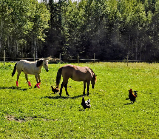 What Dreams Are Truly Made Of: Regenerative Farming with Our Flock and Herd
